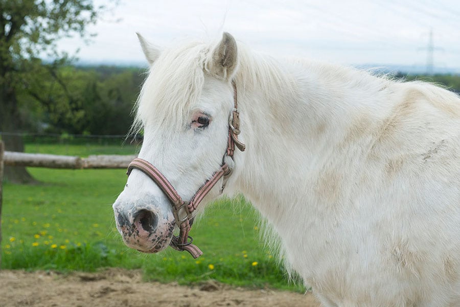 Bild_Pony
