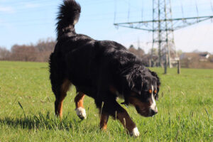 Hund